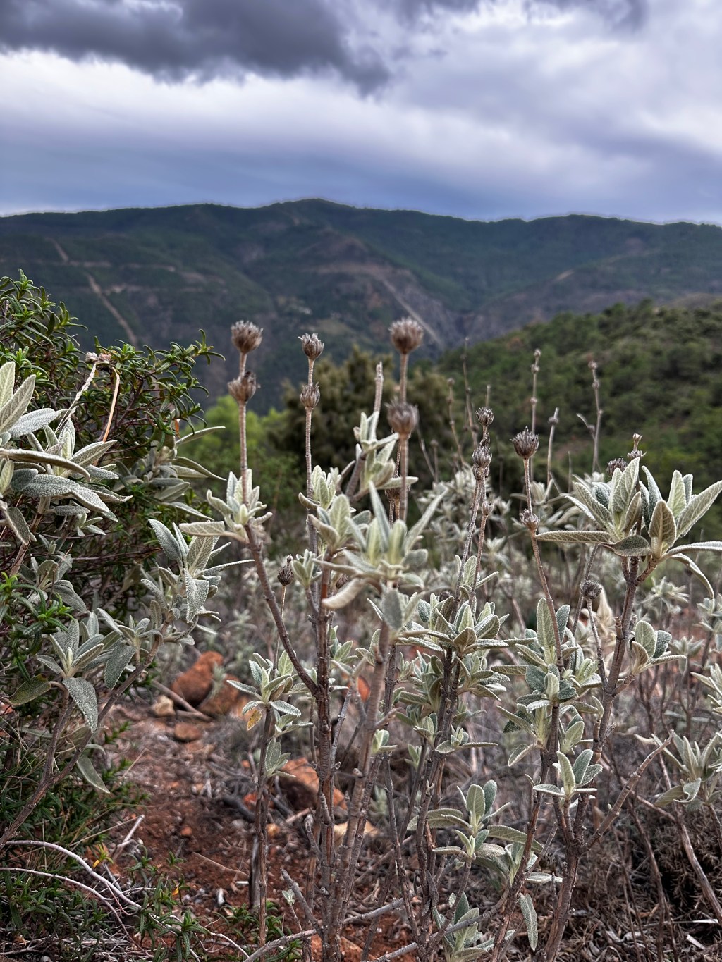 Sierra (no) las&nbsp;Nieves